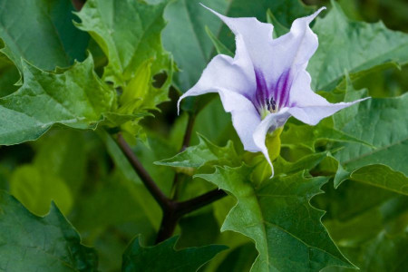 آشنایی ویژه با تاتوره و خواص بینظیر روغن تاتوره