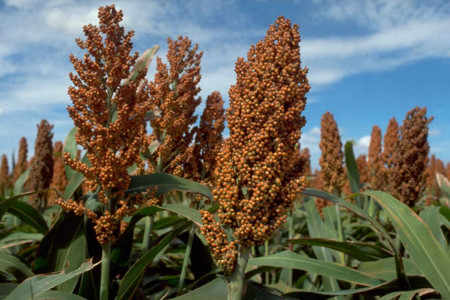 ذرت خوشه ای یا سورگوم چیست و چه خواصی دارد ؟