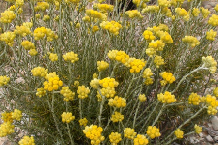 گل بی مرگ (Helichrysum) : 6 خاصیت معجزه آسای این گیاه سنتی