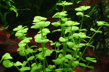 ناز باتلاقی : خواص بینظیر گیاه نازباتلاقی (BACOPA) در طب سنتی