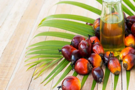 روغن پالم (روغن نخل) چیست و چه فواید و مضراتی دارد ؟