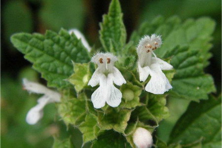 خواص گیاه افنان برای بیماریهای زنانه