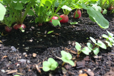 چگونه در آپارتمان خودمان سبزی بکاریم؟