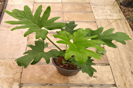 معرفی گل برگ انجیری