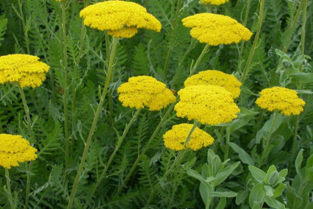 خواص درمانی گیاه بومادران و عوارض آن