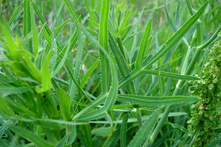 گیاه بهاری پاغازه چه خواصی دارد