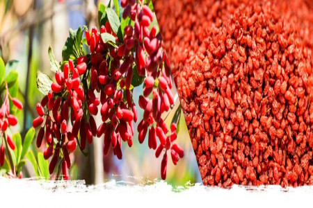 روش های خشک کردن زرشک
