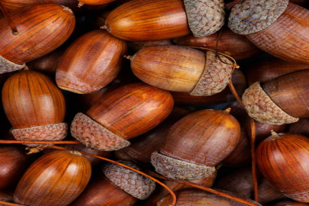 بلوط | خواص و فواید میوه بلوط و عوارض و طریقه مصرف بلوط