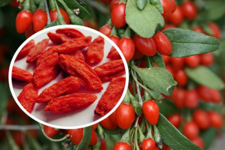 گیاه پرفایده گوجی بری چیست + 13 خاصیت عالی گوجی بری