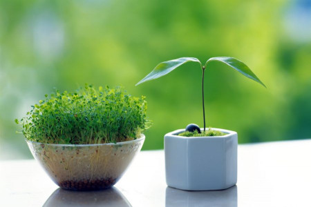 آموزش کاشت سبزه عید
