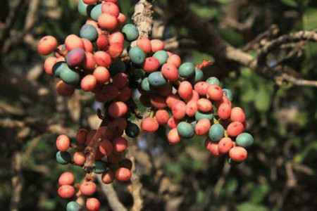 خواص روغن پسته وحشی یا بنه