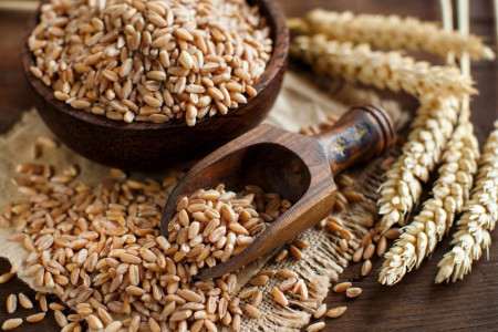 مضرات و عوارض مصرف گندم آلمانی