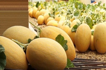 همه چیز درمورد خربزه و ارزش غذایی آن