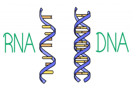 آشنایی با روش های استخراج سلول RNA + ویدیو