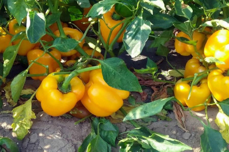 با ارزش غذایی و خواص فلفل دلمه ای زرد آشنا شوید