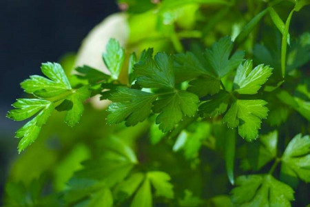 میزان کالری، ارزش غذایی و خواص فوق العاده جعفری