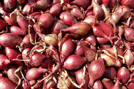 از ارزش غذایی و خواص شگفت انگیز موسیر بدانید !