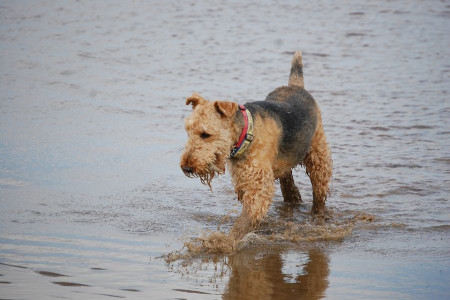 معرفی سگ آیردل تریر (Airedale Terrier) از نژاد تریر