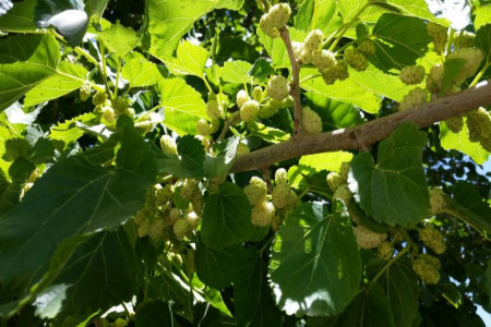 برگ درخت توت : خواص اعجاب انگیز چای و دمنوش برگ توت سفید