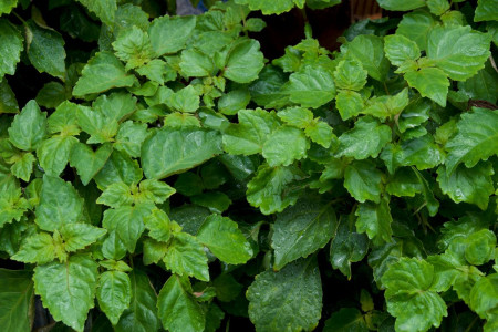 کاربرد روغن پچولی