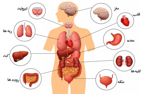 زندگی بدون کدام از اعضای بدن ممکن است ؟