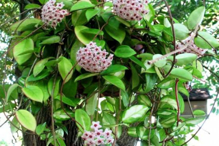 اصول نگهداری و پرورش گیاه آپارتمانی شمعی