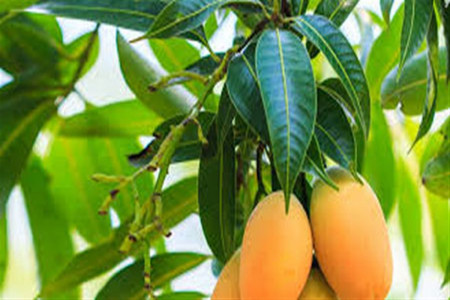 برگ انبه و خواص بی نظیر آن از سلامت مو تا لاغری