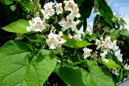 نحوه پرورش، تکثیر و نیازهای درخت جوالدوزک (Southern catalpa)