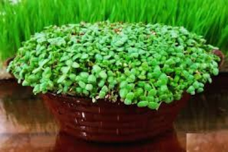 آموزش کاشت 3 نوع سبزه عید با کنجد