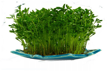 نحوه کاشت سبزه لپه خاص و زیبا برای هفت سین