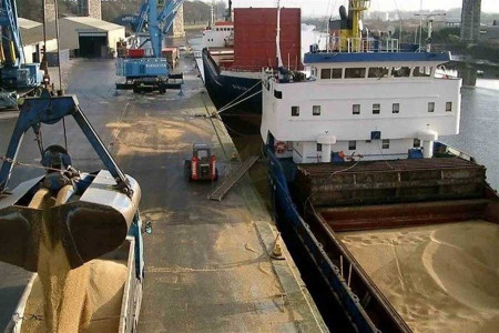 ورود مجدد ذرت های سمی به کشور