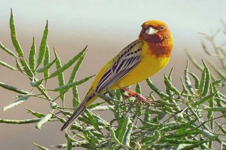 شناسایی و ثبت یک گونه پرنده نادر در آران و بیدگل