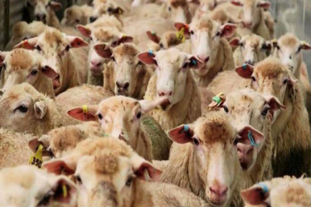 توزیع دام زنده برای عید قربان سال 99 ممنوع شد !
