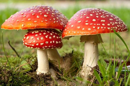 مسمومیت شدید 6 کودک پس از خوردن قارچ های وحشی در گیلان