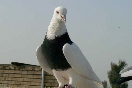 گوشت کبوتر به جای گوشت مرغ