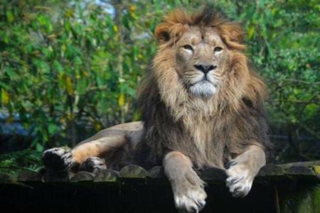 انداختن گاو جلوی شیر ایرانی برای گرفتن عکس یادگاری