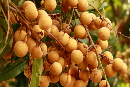 چگونه از میوه چشالو یا لونگان استفاده کنید؟