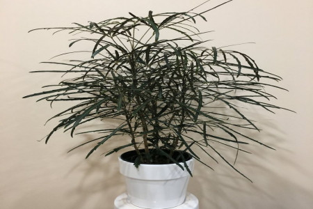 آموزش پرورش و نگهداری گیاه آپارتمانی آرالیا دروغین