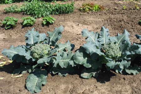 راهنمای کاشت و نگهداری کلم بروکلی