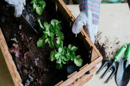 با خواندن این مقاله دیگر تفاله چای را دور نمیریزید!