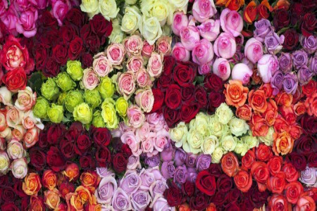 چه گل هایی انرژی مثبت منتقل می کنند ؟
