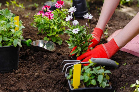 چه گل هایی برای باغچه مناسب هستند ؟