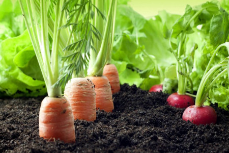 با انواع سبزیجات ریشه ای آشنا شوید