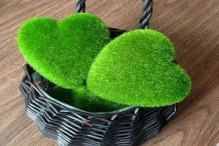 آموزش کاشت سبزه به شکل قلب برای شب عیدی عروس