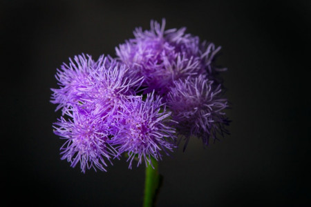 60 عکس گل ابری (Ageratum) خوشرنگ و بینظیر
