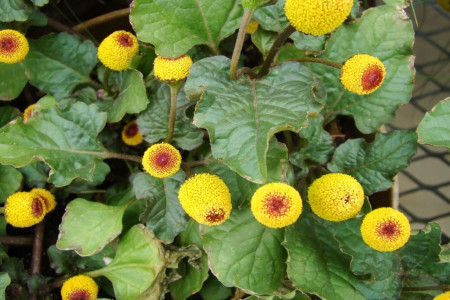 زیباترین عکس های گل اسپیلانتس (Spilanthes) با کیفیت بالا