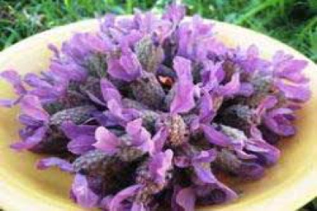 اسطوخودوس تاثیرگذار در رفع بوی بد دهان