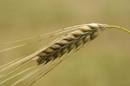 5 خوراکی برای کاهش کلسترول بد خون
