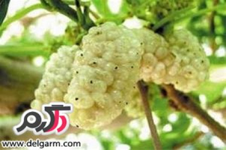 خواص شگفت انگیز توت سفید