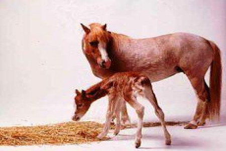 تغذیه کره اسب